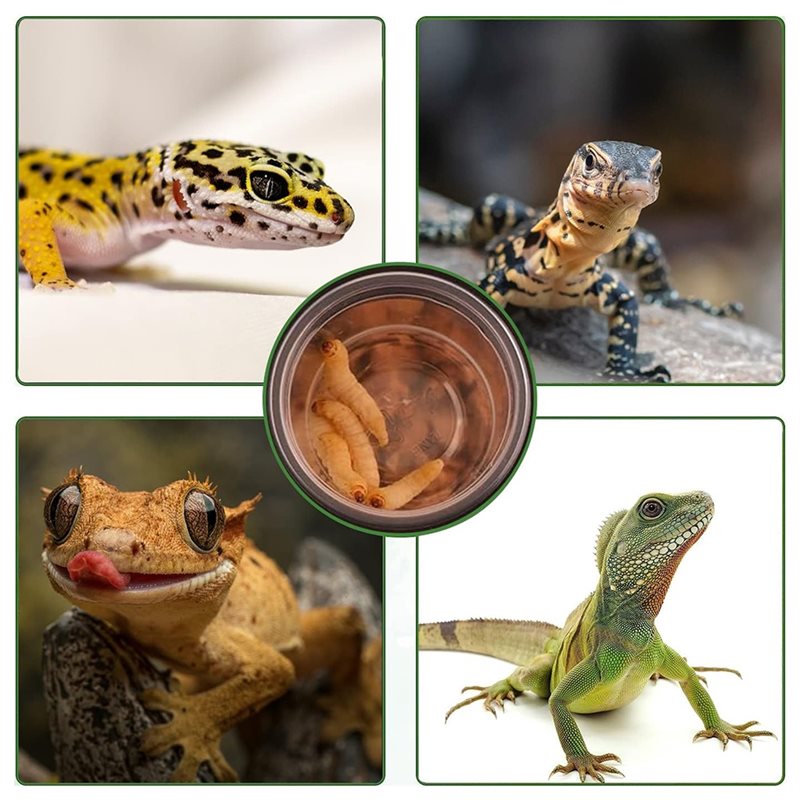 Cangkir Makanan dan Air untuk  - Water Dish Reptile ulasan dan harga
